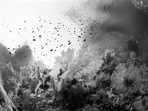 Hengki Koentjoros Black And White Underwater Photography
