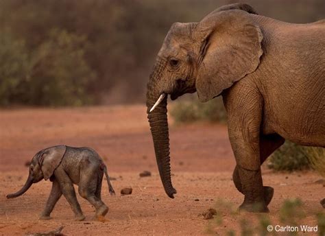 Mep The Elephants Of Mali Wild Foundation