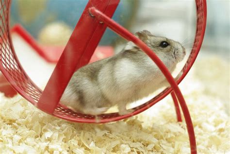 12 Diy Hamster Toys You Can Make Today With Pictures Pet Keen