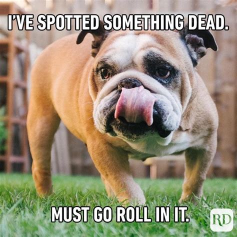 Funniest Dog Memes Ever Dog Meme Animal Memes Funny Hilarious Funniest