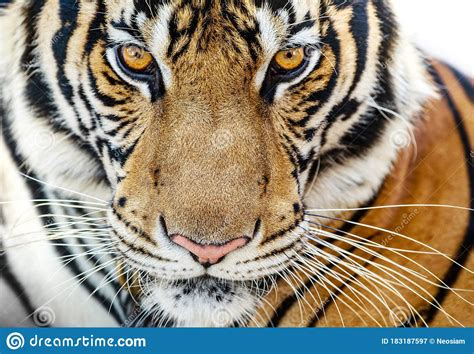 Close Up Of Fierce Tiger Faces Stock Image Image Of Jungle Fierce