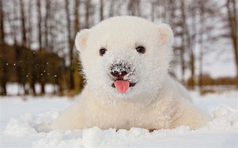 Watch Cute Polar Bear Plays In Snow For First Time Fun Kids The Uk
