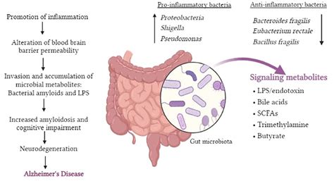 Frontiers Emerging Role Of Gut Microbiota Dysbiosis In