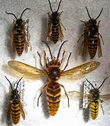 Pictures of Wasp Queen Size