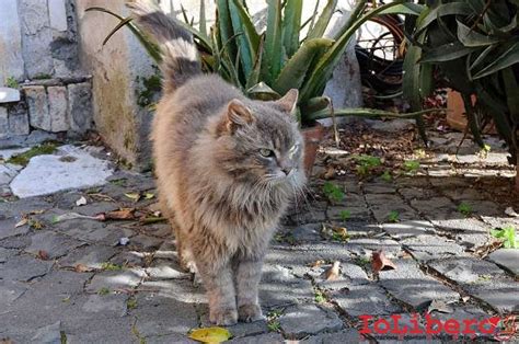 A mali estremi estremi rimedi. 21/02/2011 gatto simil persiano maschio a pelo lungo colore grigio e beige. Età circa 2 anni ...