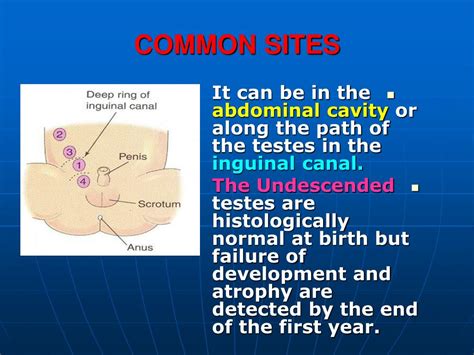 Ppt Genital System Powerpoint Presentation Free Download Id6525714