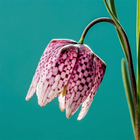 Fritillaria Checkered Lily Meleagris Easy To Grow Bulbs