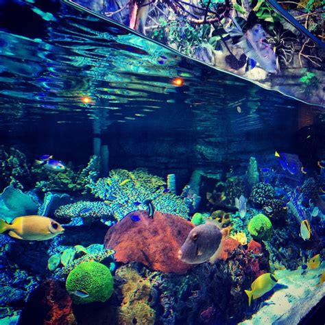 Aquarium Of The Pacific In La Pacific Aquarium Ocean Goldfish Bowl