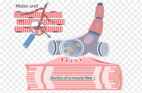 Neuromuscular Junction Motor Neuron Axon Skeletal Muscle Unit Png Image