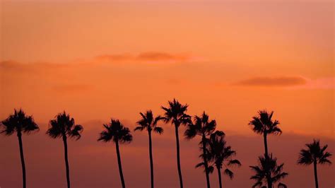 Palm Trees Silhouette In A Row At Sunset Musictruth Background Videos