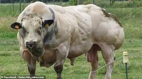 Video Of Giant Bull With Double Muscling Genetic Mutation Sparks