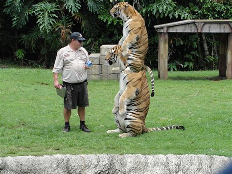 Psbattle Tiger Standing Next To His Keeper Rphotoshopbattles