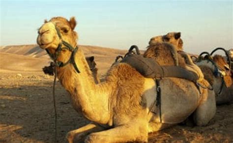 camel sits on women she bites it in his private area to get him off her