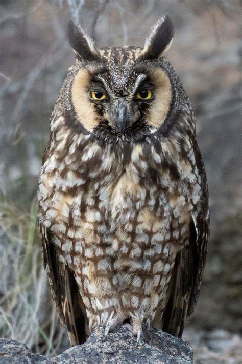Long Eared Owl Oregon Birding Association