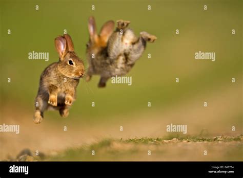 Young Rabbit Leaping Hi Res Stock Photography And Images Alamy