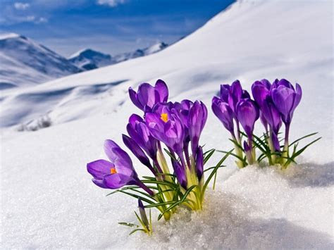 9 Flowers In Snow To Remind You Winter Is Not Forever