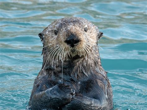 How Do Sea Otters Live In Cold Water Surplus Energy Keeps Them Warm