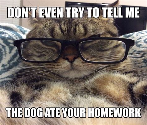 Smart Teacher Cat Meme Dog Ate Your Homework Teacher Memes English