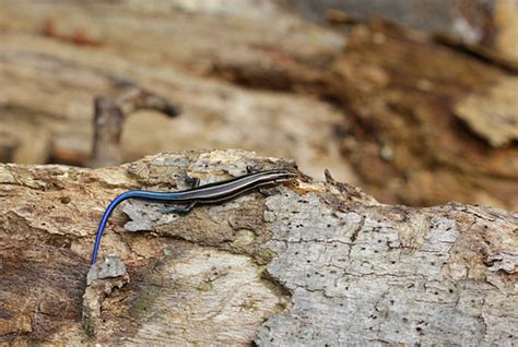 Five Lined Skink Female Skinks Like To Hang Out On These Flickr