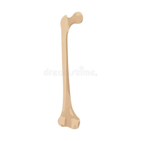 Femur Bone Vector Flat Design Graphic D Hd Stock Vector Illustration Of Bone Health