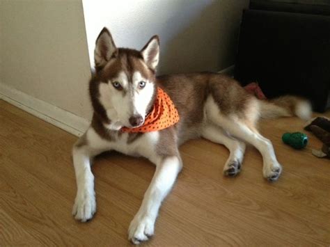 Search our extensive list of dogs, cats and other get the latest on adoption processes, learn how local shelters and rescue groups are adapting and find out what you can do to help dogs and cats in need right now. Beautiful Siberian Husky Myshka is available for adoption ...