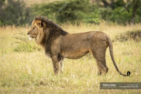 Male Lion Standing In Grass In Profile Serengeti National Park