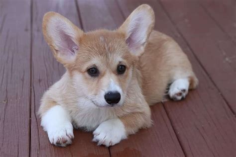 Teacup Corgi Why Is It So Small And Cute