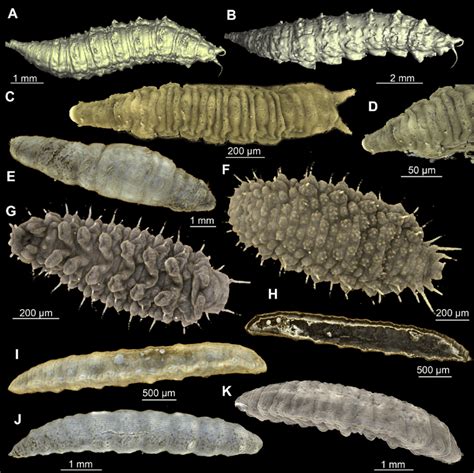 Diversity Of Fly Larvae In Baltic Amber All Volume Renders Based On Download Scientific