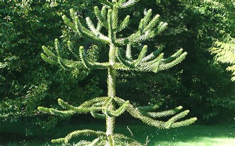 It is the national tree of chile and thrives in maritime areas with mild, cool, climates. Monkey Puzzle Tree - 2 Gallon Pot - Tree - Evergreen Trees ...