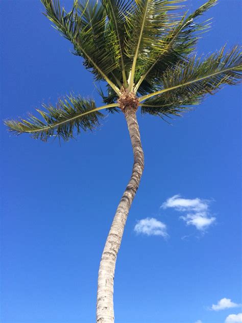 Cool Palm Tree Bahamas Beach Inspired Palm Trees Bahamas