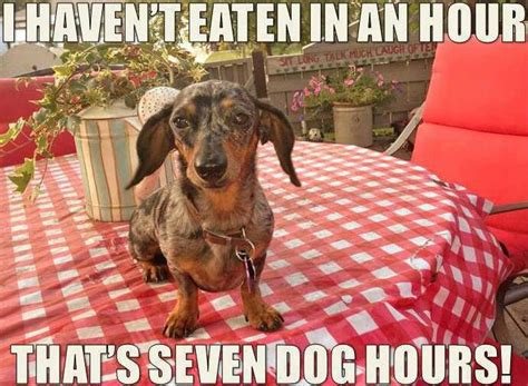 Pin By Michelle Sowards On Love Those Dachshunds Funny Dachshund