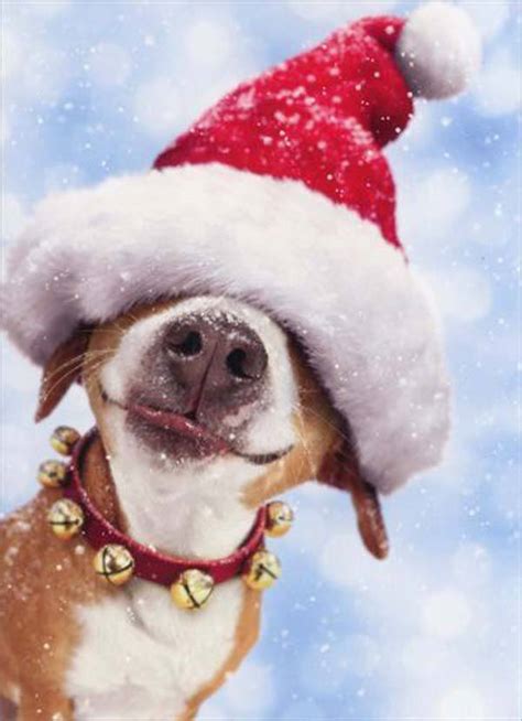 Postales De Animales Para Navidad 2018 Animalesmascotas
