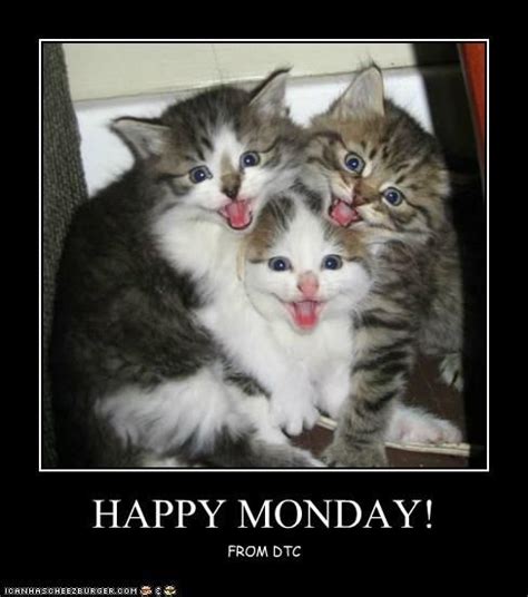 Happy Monday Funny Cat Memes Cats Cat Memes