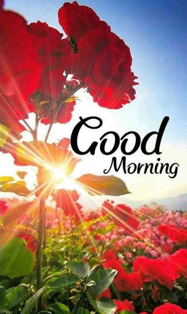 Above all getting inspirational good morning message from him can make her … 25+ Good Morning Images with Flowers HD Photos Download ...