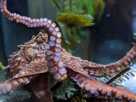 9 Giant Pacific Octopus Facts That Will Blow Your Mind Octonation