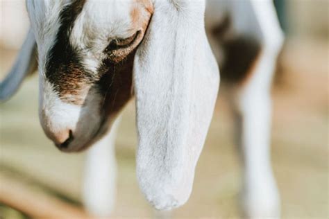Ia merupakan petua hilangkan batuk dan gatal tekak. Petua hilangkan bau hamis kambing | Lagenda Press