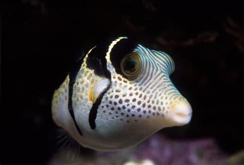 Zwart Gezadelde Toby Puffer Fish Stock Afbeelding Image Of Kogelvis