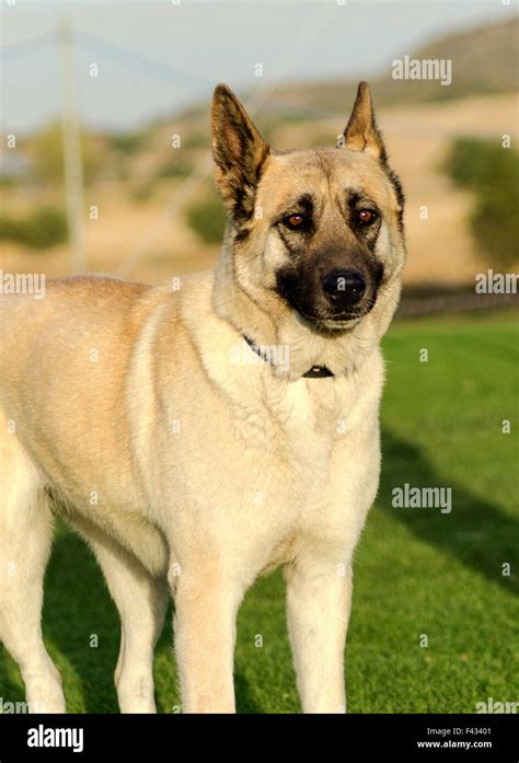 A Young Beautiful Black And Fawn German Shepherd Dog Standing On The