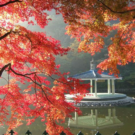 Fall foliage korea 2020 blog. UP TO 47%, 2020 Korea Fall Foliage) Mt. Naejangsan ...