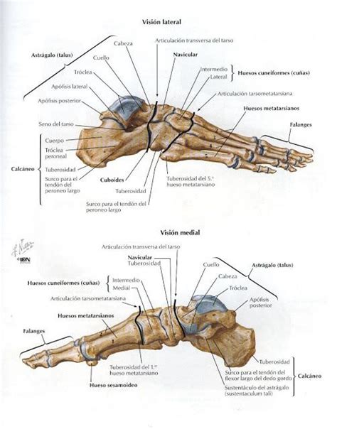 Asoterci Casc Miembro Inferior Atlas De Anatomía Anatomía Del