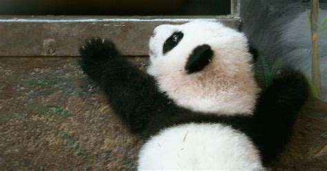 Atlantas Panda Cub Makes Her Debut