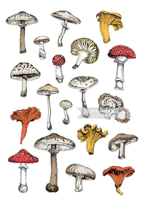 Fungi Illustration By May Van Millingen