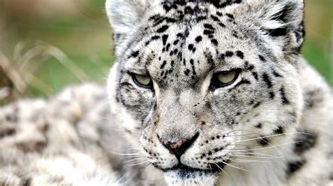 Why Is A Snow Leopard Endangered Danger Choices