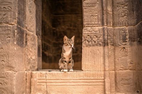 25 Cats From Mythology Mythological Felines Explored Hepper