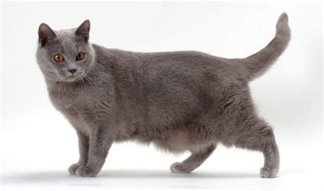 Chartreux Cat Info History Personality Kittens Diet Pictures