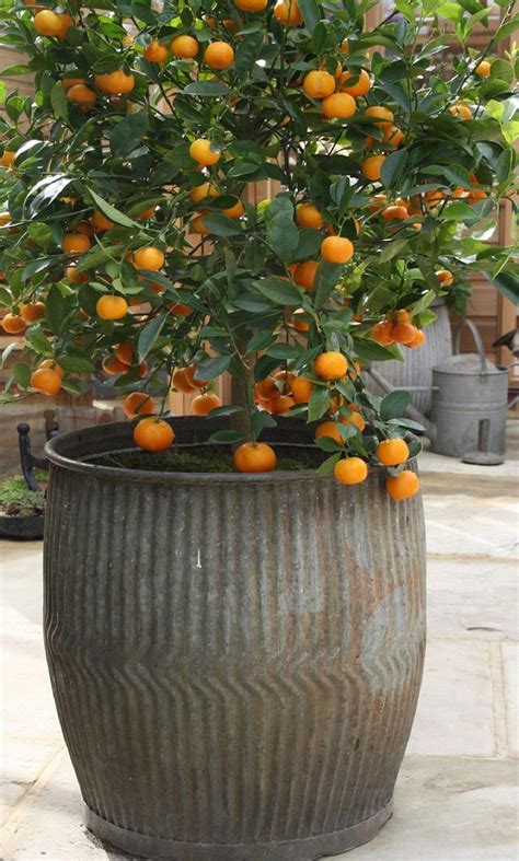 Best Fruits To Grow In Pots Potted Trees Plants Garden Pots