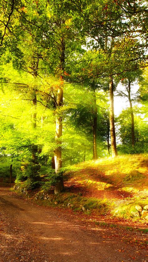 Summer Forest Wallpapers Top Free Summer Forest Backgrounds
