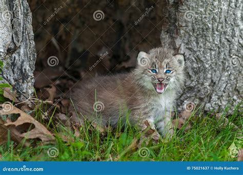 Canada Lynx Lynx Canadensis Kitten Looks Forward From Within H Stock