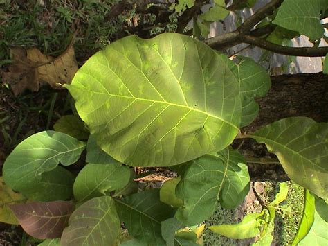 Kayu Jati Pohon Jati Kebun Jati Jati Sipat Jenis Kayu Jati