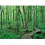 Prince Frederick Maryland Battle Creek Cypress Swamp Photo Picture 
